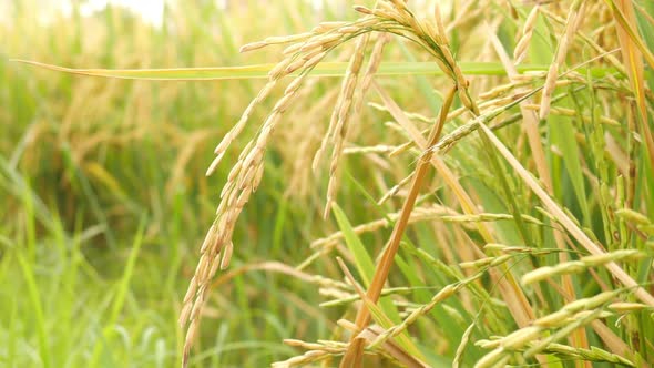 Spike Rice, Stock Footage | VideoHive