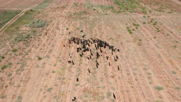 Aerial view of a Goat herd walking in a field. alt
