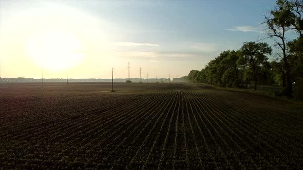 Aerial Drone View Flight Over Huge Plowed Field with Young Corn Sprouts alt