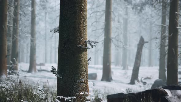 Mystical Silhouettes of Trees in Foggy Winter Forest alt
