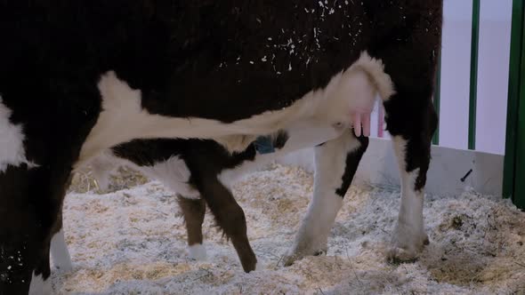 Cute Brown and White Calf Drinking Milk From Mother Cow Udder