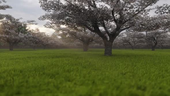 Japanese Cherry Garden 2 alt