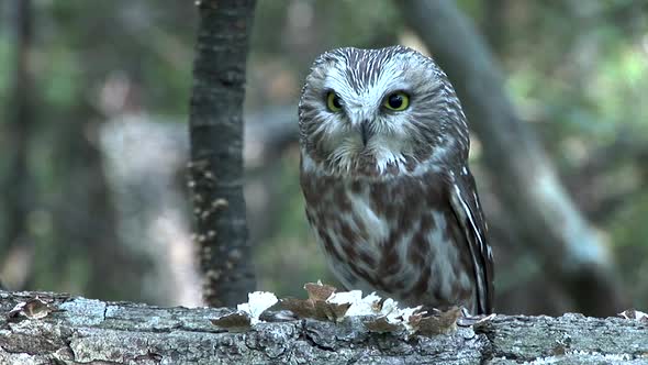 Saw-whet owl sitting on log in forest alt