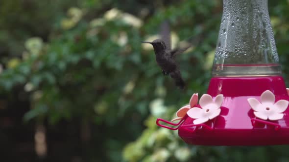 Ana's hummingbird in slow motion alt