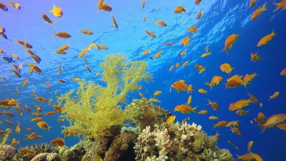 Underwater Tropical Colourful Reef alt