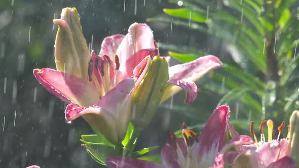 Pink Lily Flower Under Rain alt