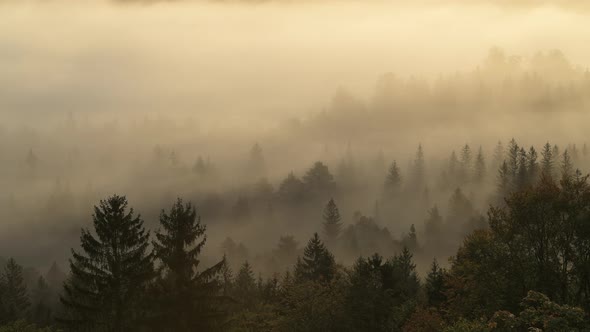 Aerial view of fog in the forest, Pupplinger Au, Germany alt