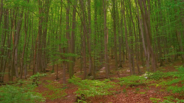 Panning right camera movement showing a green deciduous forest alt