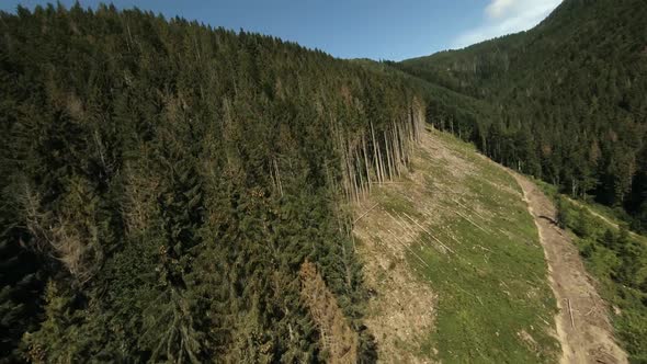 FPV Drone Bird Eye View: Flying Above Deforestation Place in Mountains Forest.