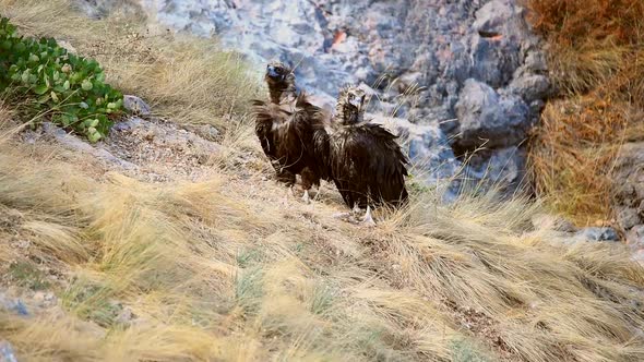 Pair of black vultures in the wild, flap their wings and bounce.