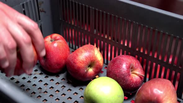 Sorting and separating wormed apples from harvest in a box by hand, Handheld close up reveal shot alt
