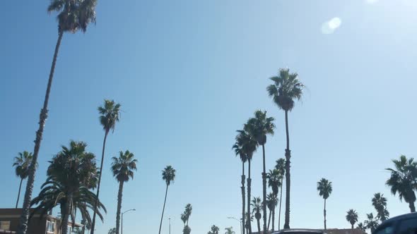 Palm Tree on City Street Near Los Angeles California Summer Vacations Road Trip