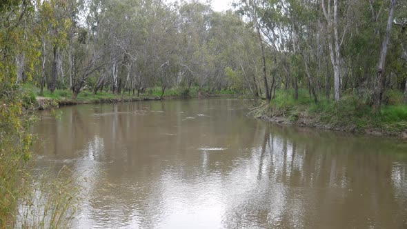 Looking upstream on the Ovens River near Peechelba near where it enters the Murray River in north-ea alt