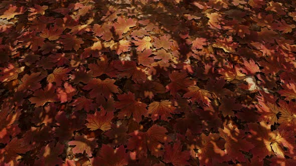 Maple Leaves Fall 03 4K