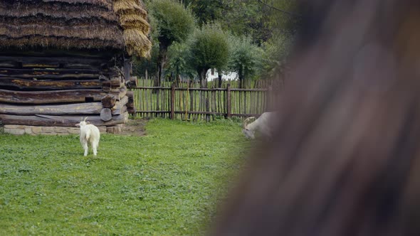 Two white goats on green grassy  farm field eating grass alt