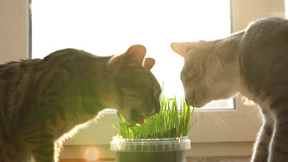 Two Cats Eat Feline Grass alt