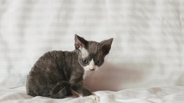 Funny Curious Young Gray Devon Rex Kitten Sitting At Home Sofa alt