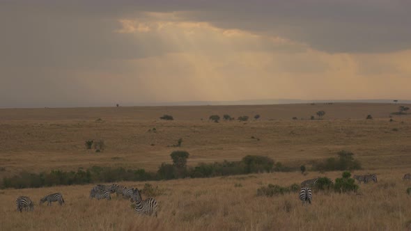 Plains zebras on a cloudy day alt