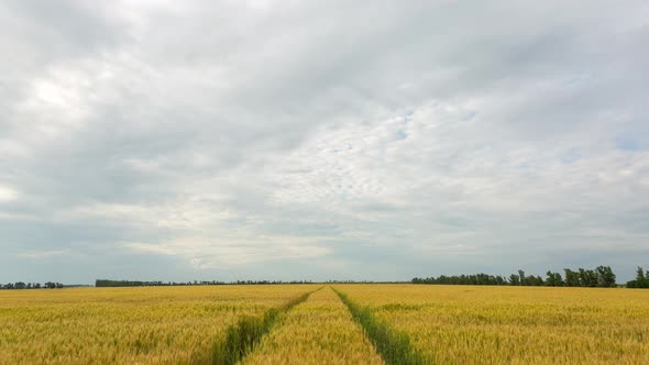 A Large Field Of Wheat And The Road On It, Beautiful Clouds, Timelapse, 4k