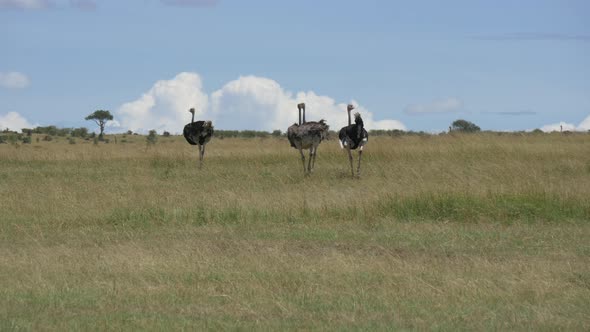 Ostriches walking in the savannah alt