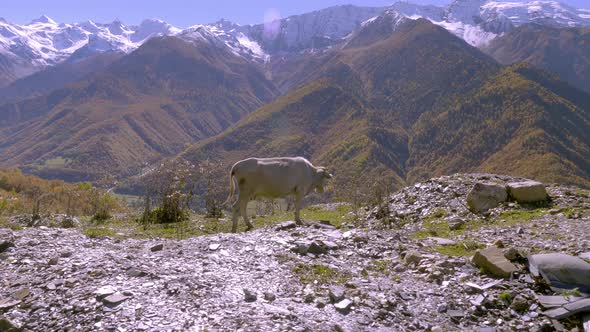 A black cow looks into the camera. mountains in Georgia, in Svaneti, alt