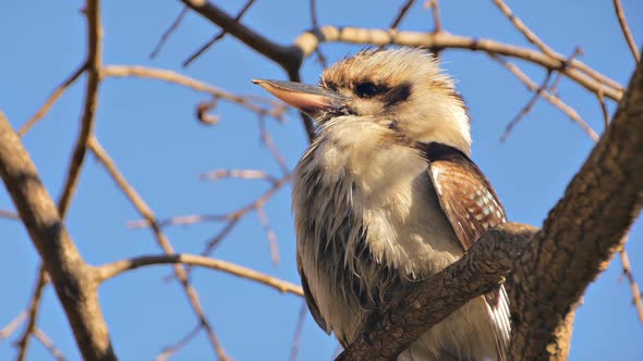 Kookaburra alt