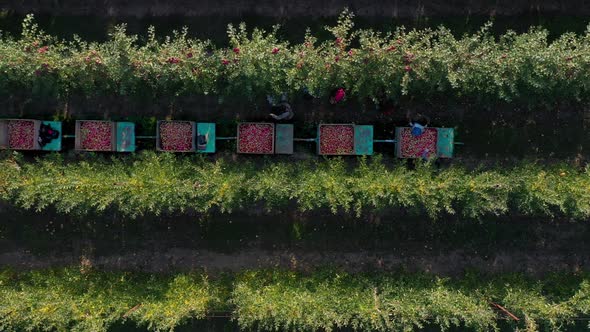 Working Farmers Manually Pick Fruit in the Orchard at Dawn alt