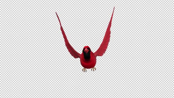American Cardinal - Red Bird - Flying Loop - Front View CU - Alpha Channel