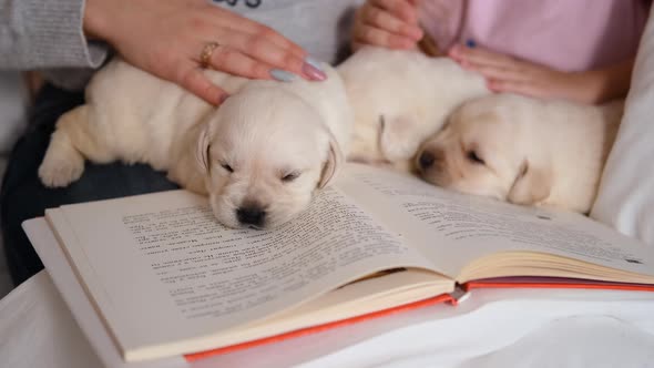 Three Labrador Puppies Lying on the Open Book alt
