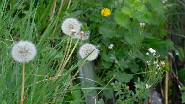 Dandelions alt