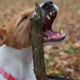 Dog Play with a Branch in Autumn Forest - VideoHive Item for Sale