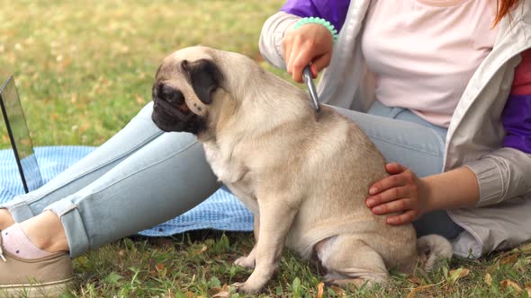 Close Up Girl Combing Her Pug Out in a Park alt