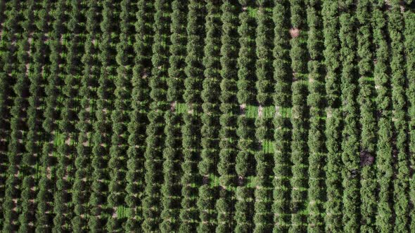 Slowly flying high above orchard alt