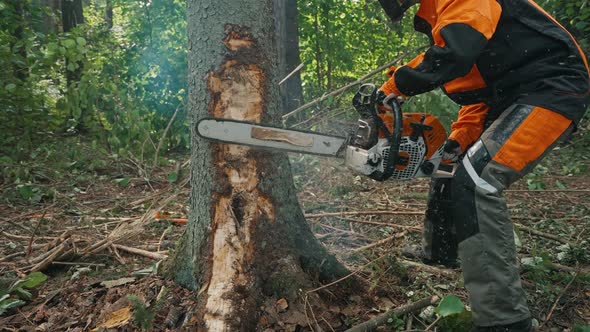 Female Logger in the Forest Young Specialist Woman in Protective Gear Cuts a Tree with a Chainsaw alt