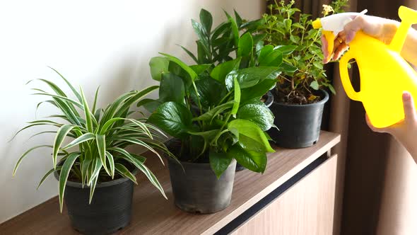 Woman Hand Spraying Home Plants in Pots with Water Using Sprayer alt