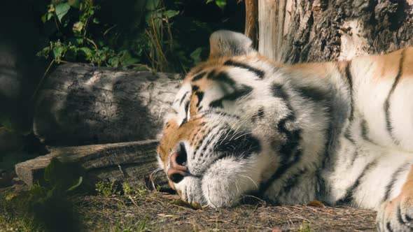 Closeup of a tigers head, while it sleeps, on a sunny day - Static shot - Tigris noun alt
