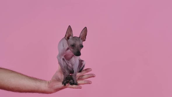 Front View of a Small Mexican Hairless Dog Sitting in the Palm of the Owner on a Pink Background in alt