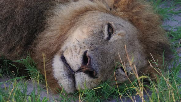 Black Maned Lion Resting On The Ground In Okavango Delta, Botswana, Africa. - closeup shot alt