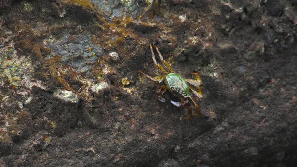Crabs on the Rock at the Beach alt