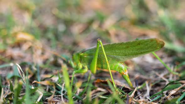 Big Green Locust Female Lays Eggs alt