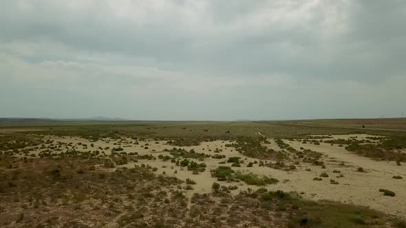 Two-humped Runing Wild Camels in the Background of the Kazakhstan Dry Steppe alt