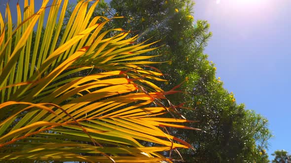 View From Below of a Foxtail Palm with Tree and Blue Sky in the Background alt
