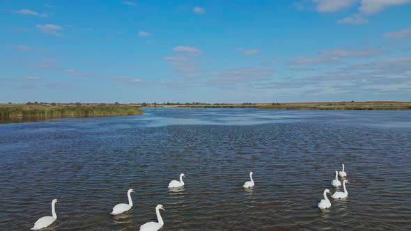 Slow Motion Aerial Filming Drone Flight Around Beautiful Wild White Swans in Lake Waters Lot of alt