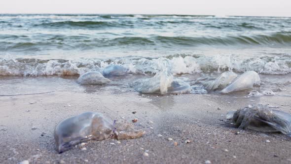 Dead Jellyfish Lie on a Sandy Shore Signed By Water on the Sea of Azov alt