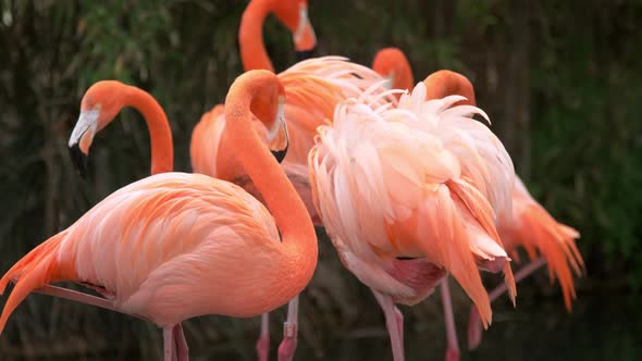 American and Chilean Flamingos alt