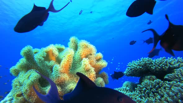 Tropical Fish Coral Reef alt