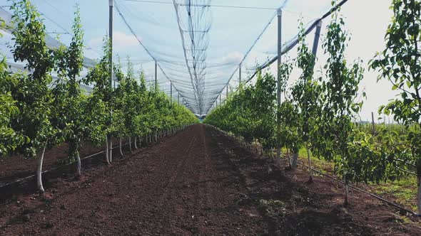 Apple Orchard Planted Using Modern Gardening Techniques ,Aerial View alt