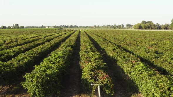 Vineyard ready for grape harvest. Production of balsamic vinegar of Modena Italy alt