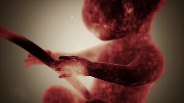 Medical 3d Animation of a Human Fetus