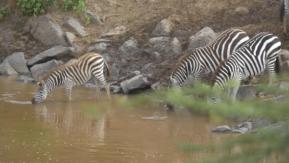 Zebras drinking water alt